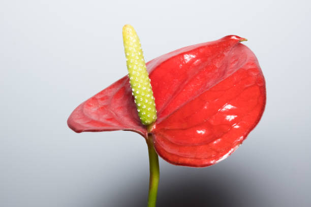 Red Anthurium Scherzerianum Flower Seeds – Exotic Flowering Plants for Vibrant Backyard Beauty - Heirloom Non GMO High G