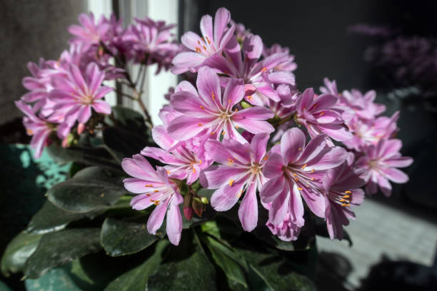 Pink Lewisia Cotyledon Flower Seeds for Planting | Heirloom Non - Heirloom, Non GMO, High Germination, Organic Garden