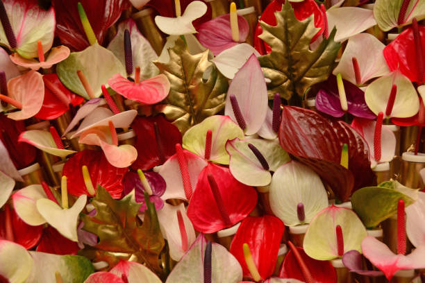 Anthurium Flower Seeds