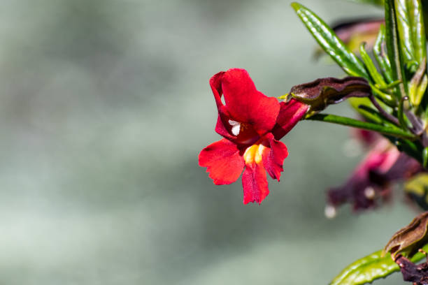 Red Mimulus Guttatus Flower Seeds – Rare Blooming Plants for Balcony & Outdoor Garden
