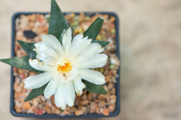 Ariocarpus kotschoubeyanus Flower Seeds