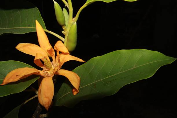 Orange Champaca Flower Seeds - Heirloom Non GMO High Germination Flower Seeds for Planting