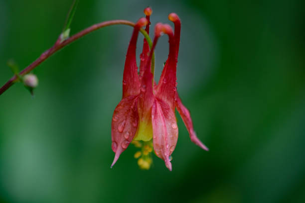 Red Columbine Flower Seeds