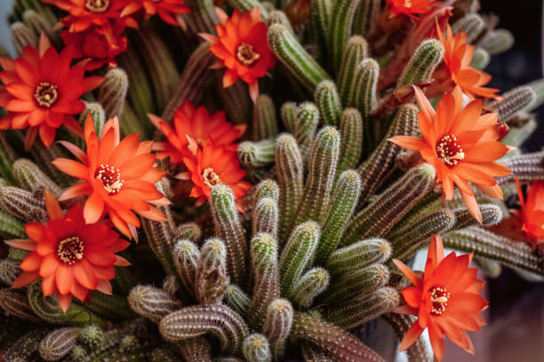 Champa Flower Seeds Heirloom, Non-GMO, High Germination for Colorful Landscape - Heirloom Non GMO High Germination Organ