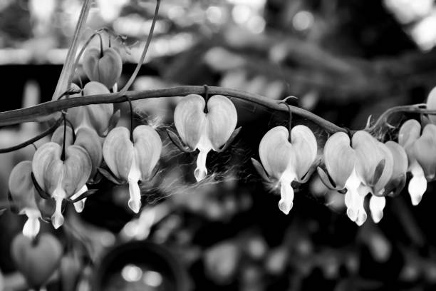 Black Lamprocapnos Flower Seeds