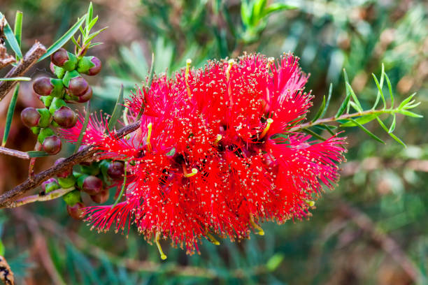 Red Perennial Myrtle Flower Seeds - Heirloom Non GMO High Germination Flower Seeds for Home Garden Planting