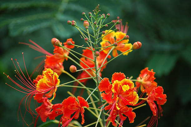 Caesalpinia Flower Seeds