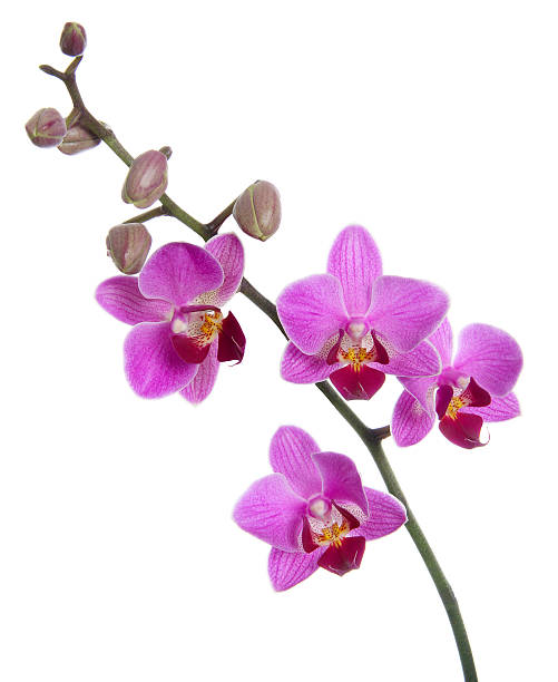 Orchid Flower Seeds – Easy Grow Blossoms for Pots & Backyard Spaces - Heirloom, Non GMO