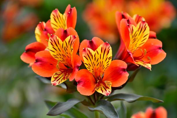 Orange Alstroemeria Flower Seeds – Heirloom, Non-GMO, Premium Seeds for Colorful Landscapes