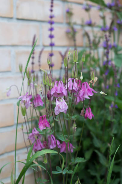 Columbine Makhana Flower Seeds