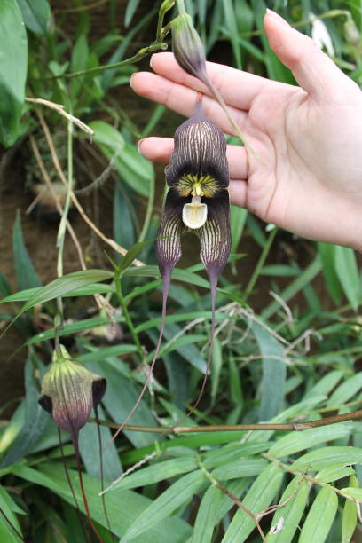 Dracula Simia Flower