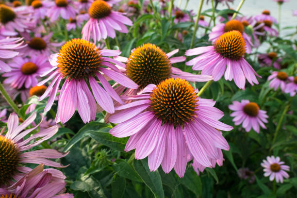 Coneflower Flower Seeds – Heirloom, Non GMO, High Germination Seeds - Heirloom Non GMO High Germination Garden Seeds