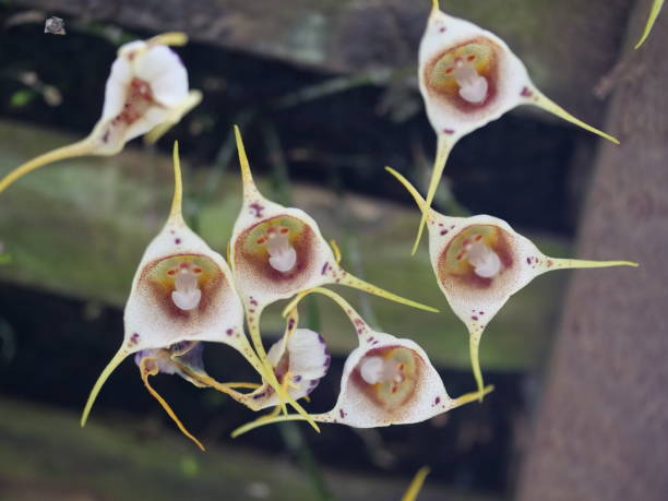 White Monkey face Orchid Flower Seeds – Easy Grow Blossoms for Pots and Patio Gardens