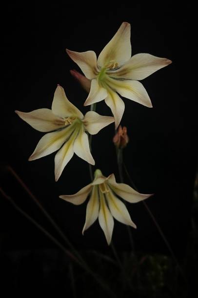 Gracilis Flower Seeds | Heirloom, Non - Heirloom Non GMO High Germination Garden Seeds