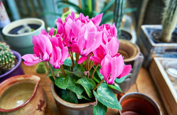 Pink Cyclamen Flower Seeds