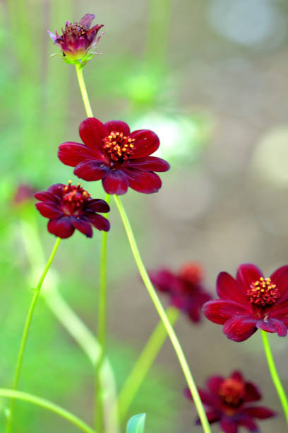 Dark Red Cosmos Flower Seeds