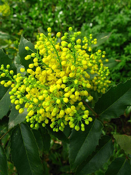 Aquifolium Flower Seeds