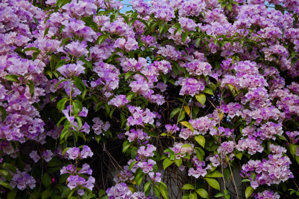 Purple Rhododendron Azalea Flower Seeds – Heirloom, Non GMO, High Germ - Heirloom Non GMO High Germination Organic Garde