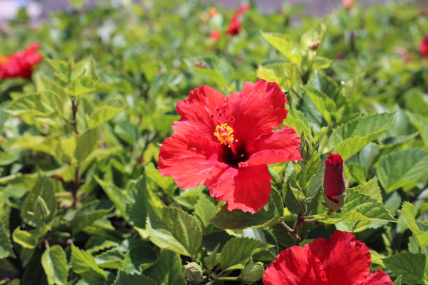 Red Hibiscus Flower Seeds