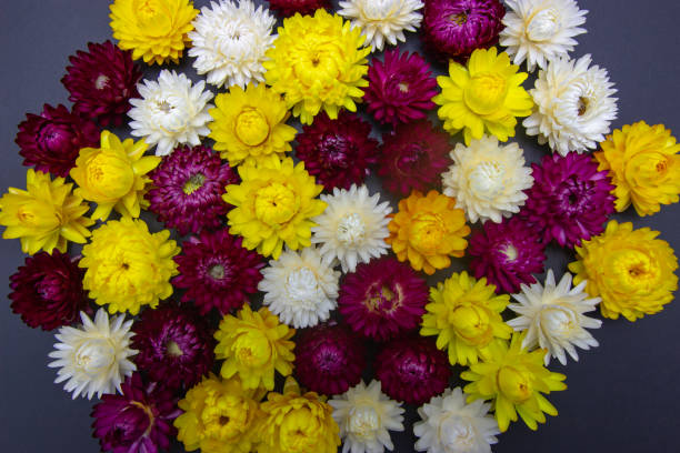 Armeria Pseudarmeria Flower Seeds - Heirloom Non GMO Premium Garden Seeds for Planting