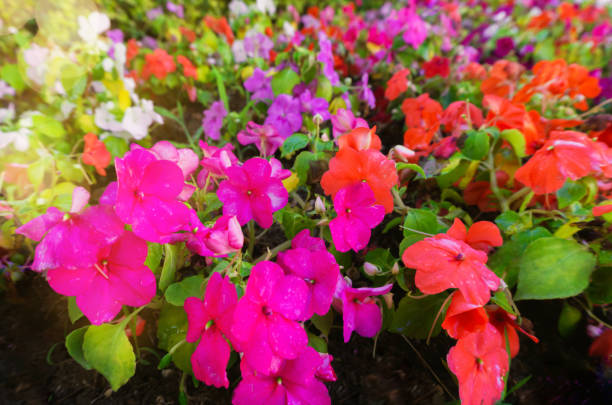 Mixed Impatiens Flower Seeds – Exotic Flowering Plants for Vibrant Garden Beauty