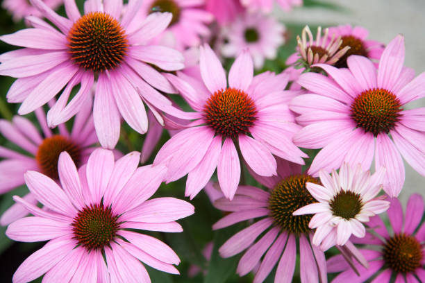 Echinacea Flower Seeds