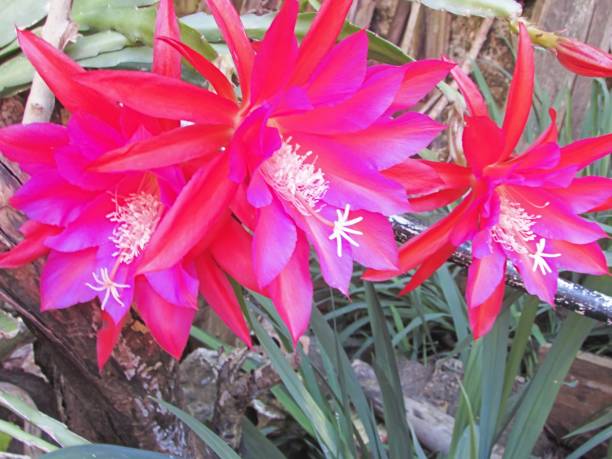 Pink Epiphyllum – Heirloom, Non GMO, High Germination, Organic Garden Flower Seeds - Heirloom Non GMO High Germination