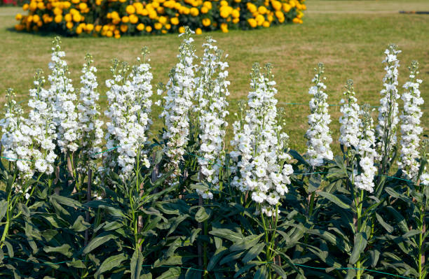 White Delphinium Elatum Flower Seeds - Heirloom Non GMO High Germination Flower Seeds for Home Garden Planting