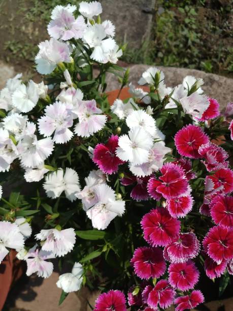 Mixed Dianthus Flower Seeds