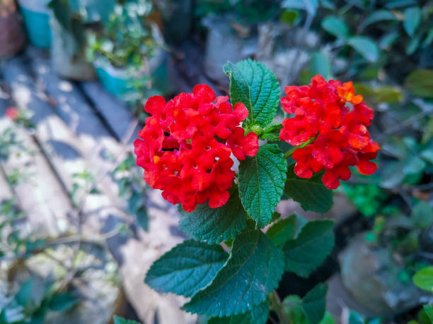 Rare Red Lantana Flower Seeds