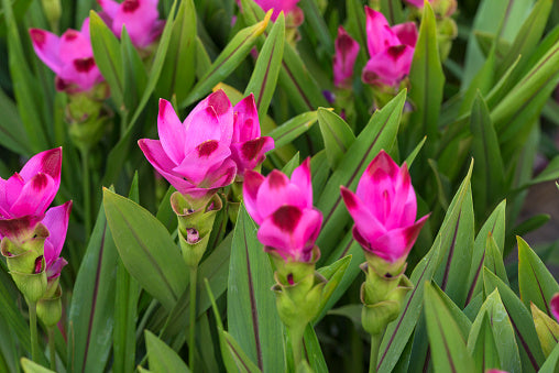 Curcuma Flower Seeds - Heirloom Non GMO High Germination Premium Garden Seeds for Planting