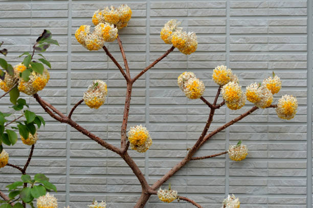 Edgeworthia Flower Seeds