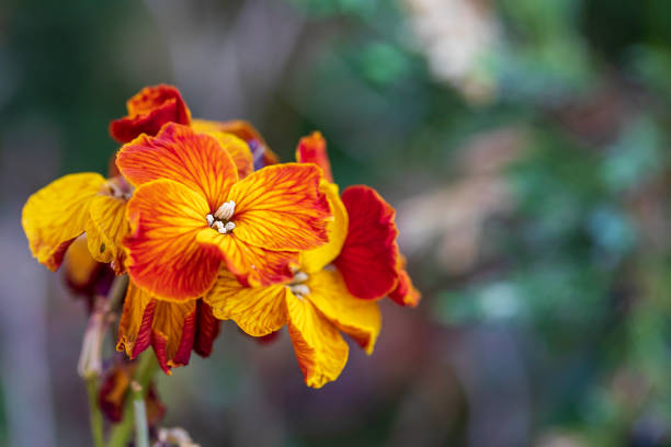 Orange Erysimum Cheiri Flower Seeds - Heirloom Non GMO High Germination Seeds