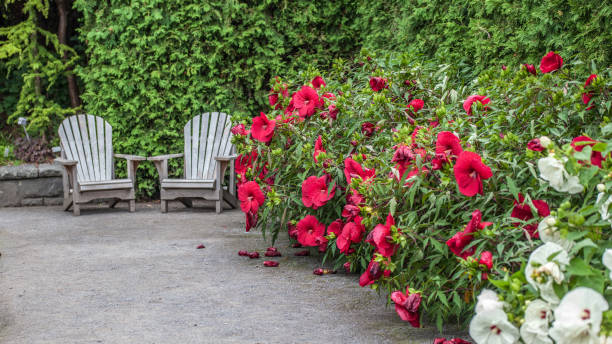 Red Dark Hibiscus Flower Seeds