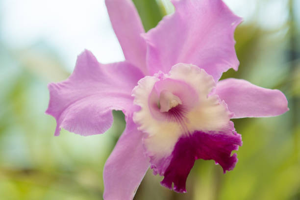 Cattleya Orchid Flower Seeds