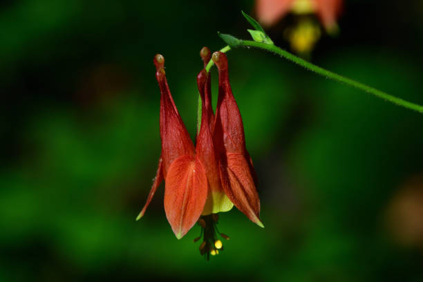 Red Columbine Flower Seeds - Heirloom Non GMO High Germination Flower Seeds for Planting
