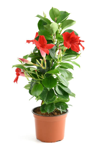 Red Dipladenia Flower Seeds – Exotic Flowering Plants for Vibrant Backyard Beauty - Heirloom Non GMO High Germination