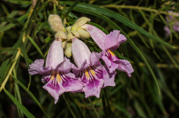 Chilopsis Linearis Flower Seeds