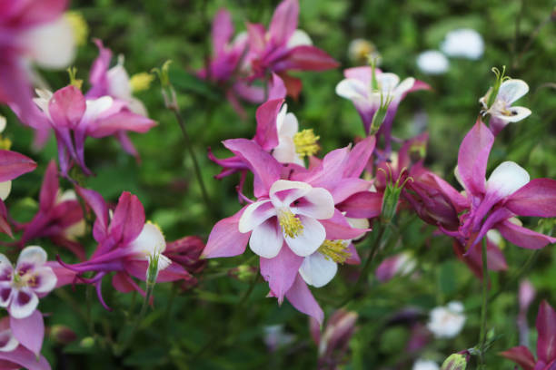 Pink Columbine Flower Seeds - Heirloom Non GMO Garden Seeds for Planting, High Germination Quality