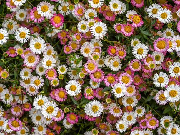 Erigeron Karvinskianus Flower Seeds – Rare Blooming Plants for Balcony and Patio Gardens - Heirloom Non GMO High