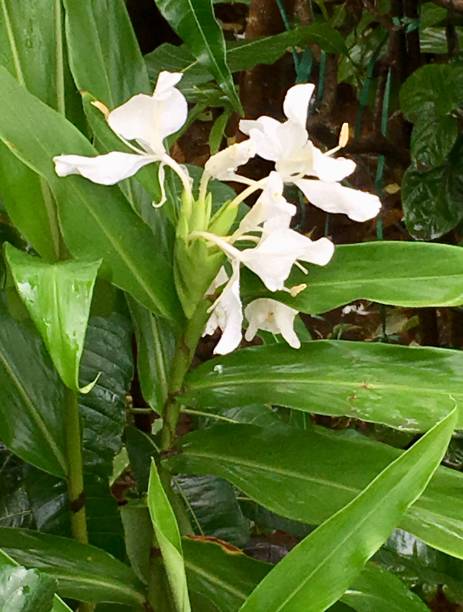 White Canna Flower Seeds - Heirloom Non GMO Flower Seeds, High Germination Organic Garden Planting Seeds