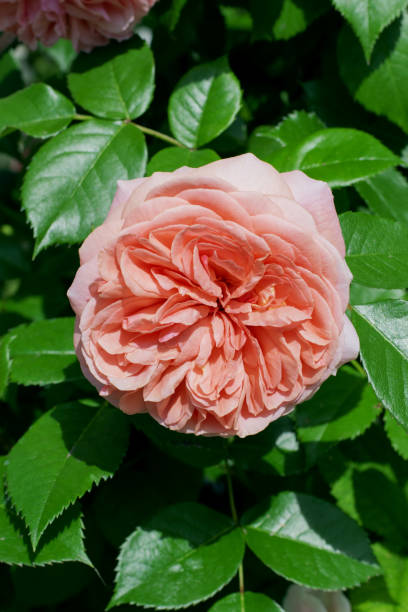 Peach Climbing Rose – Heirloom, Non GMO, High Germination Flower Seeds - Heirloom Non GMO High Germination Garden Seed