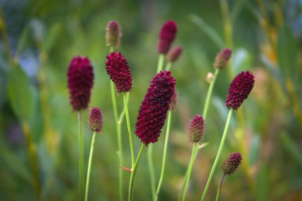 Red Burnet Sanguisorba Flower Seeds - Heirloom Non GMO High Germination Garden Planting Seeds