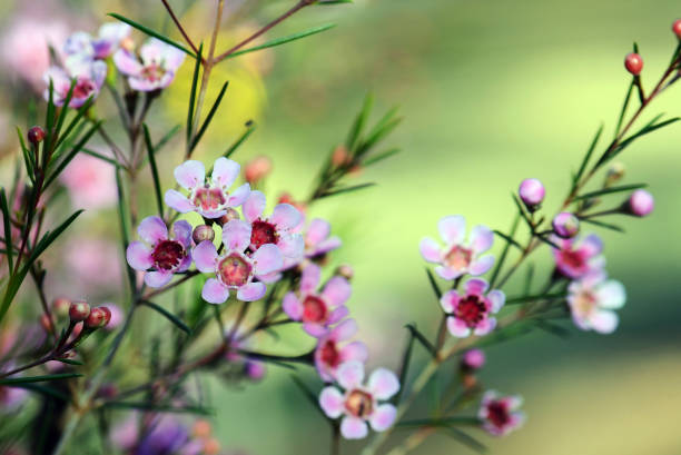 Chamelaucium Flower Seeds
