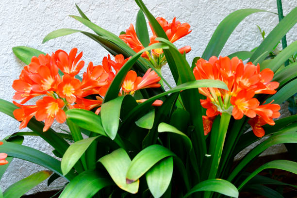 Perennial Clivia Flower Seeds – Exotic Flowering Plants for Colorful Garden
