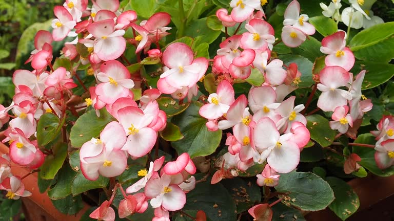 Begonia Flower Seeds