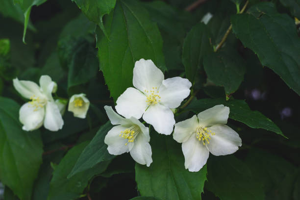 White Philadelphus Lewisii Flower Seeds – Rare Blooming Plants for Balcony & Outdoor Gardening