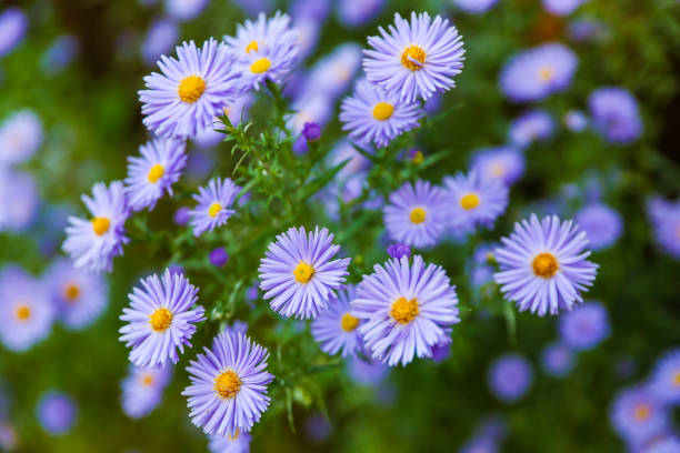 Erigeron Flower Seeds