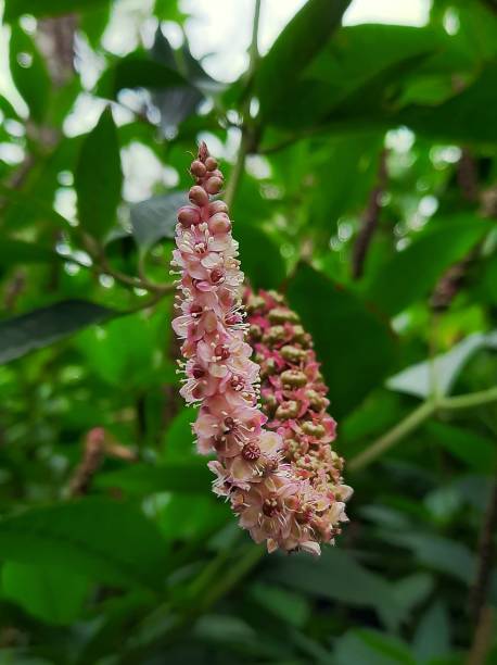 Clethra Alnifolia Rosea Flower Seeds