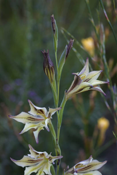 Gracilis Flower Seeds | Heirloom, Non - Heirloom Non GMO High Germination Garden Seeds
